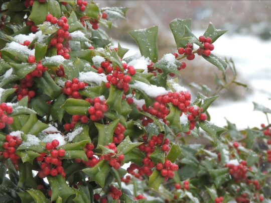 호랑가시나무 [국립생물자원관]